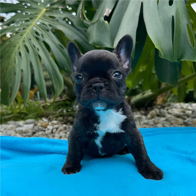 Vendo Cachorros Bulldog Frances Color Barcino