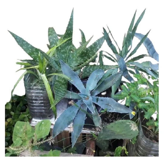 Agave Azul Sisal Maguey Vivero Orgánico Cielo Verde