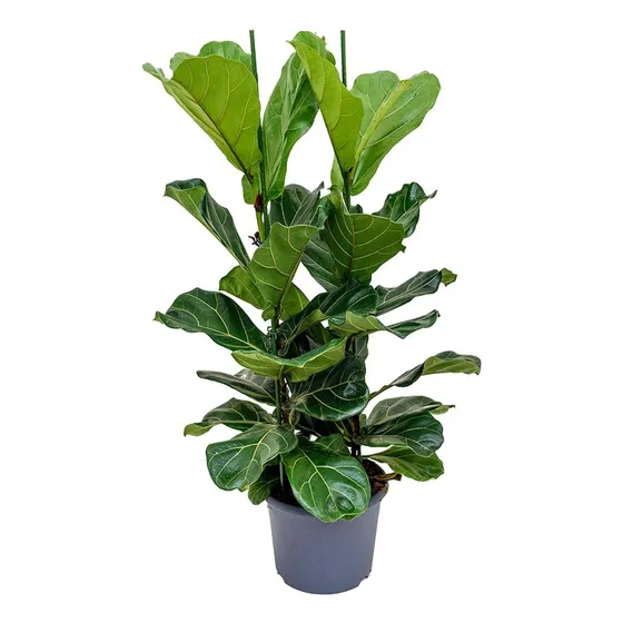 Yegaol Semillas De Ficus Lyrata Arbol Ornamental De Higo De