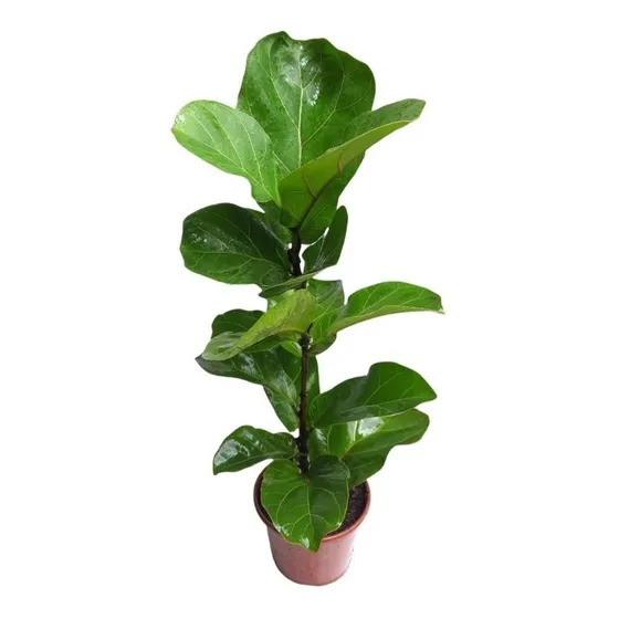 Ficus Lyrata Bambino Planta Rara Bem Cuidado Escritório Top 