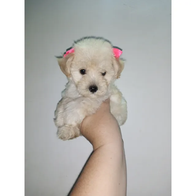 Hermoso Cachorro De Poodle Mini Toy