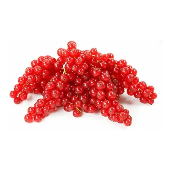 20 Sementes Groselha Vermelha Ribes Frete Rápido P/ Mudas