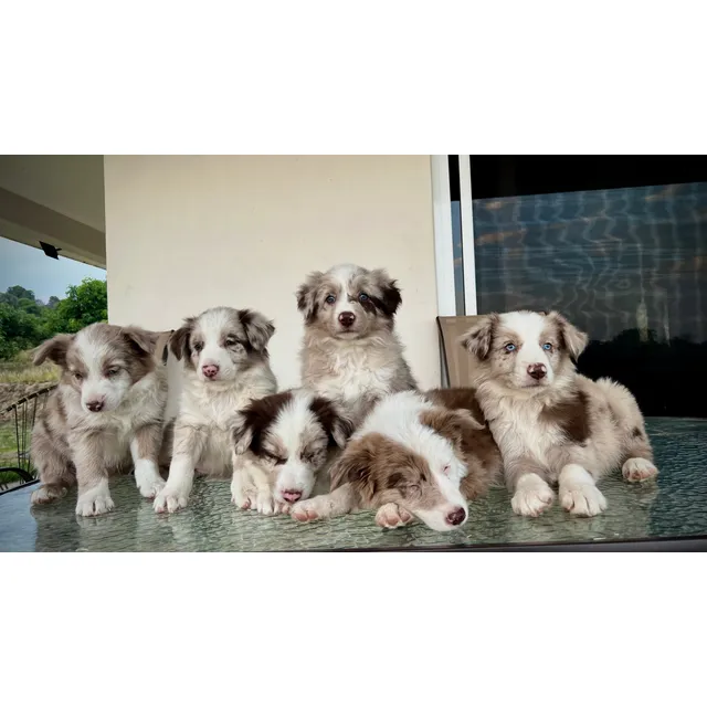 Border Collie Cachorros
