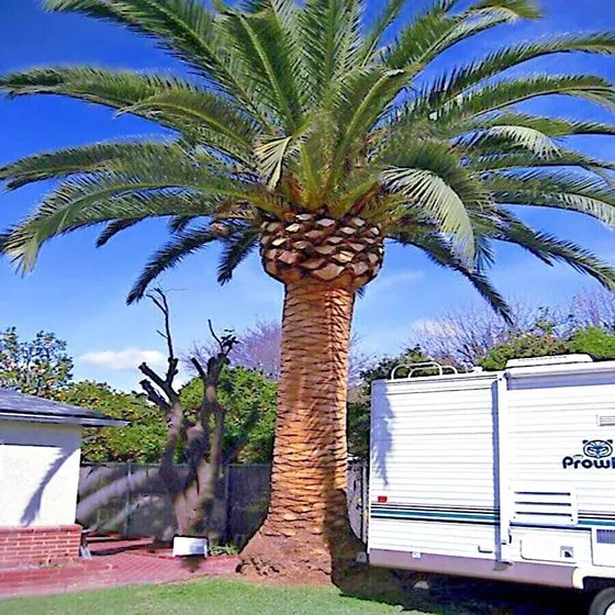 Semillas Frescas 10 Semillas Canarias Palmera Datilera Phoen