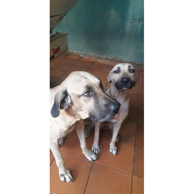Cachorros Fila Brasilero