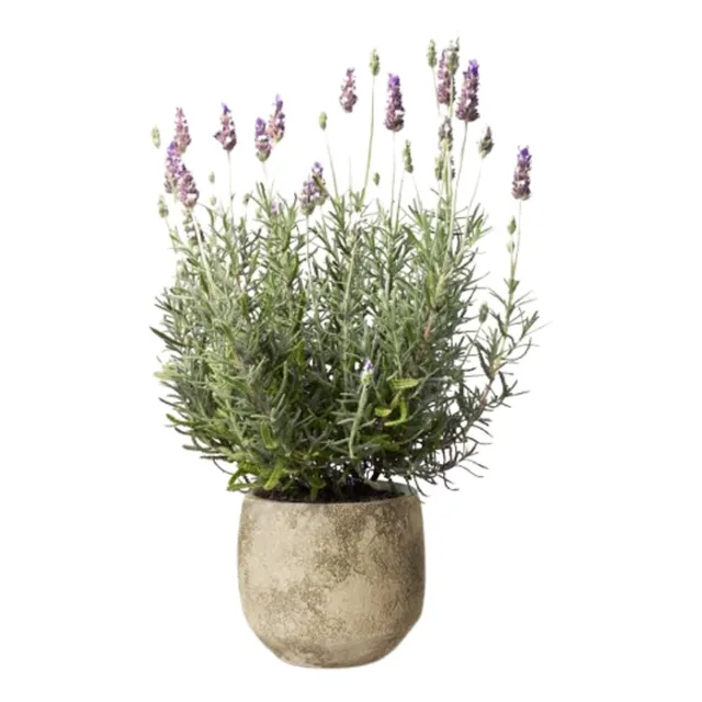 Planta Viva Lavanda Francesa Original