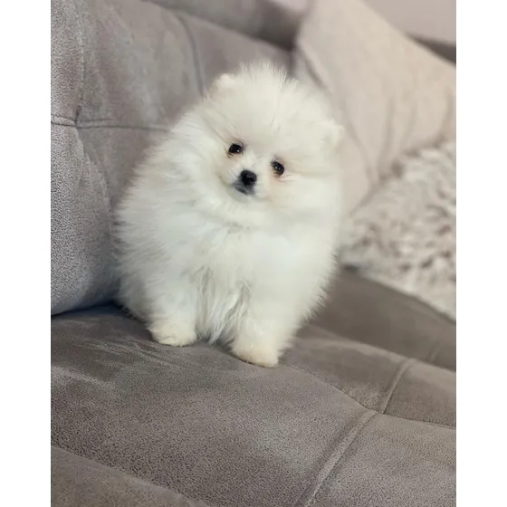 Cachorros Pomerania Pedigrí Vacunados Tienda Física