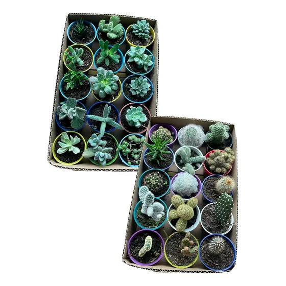 Set X 20 Cactus Y/o Suculentas En Maceta 6