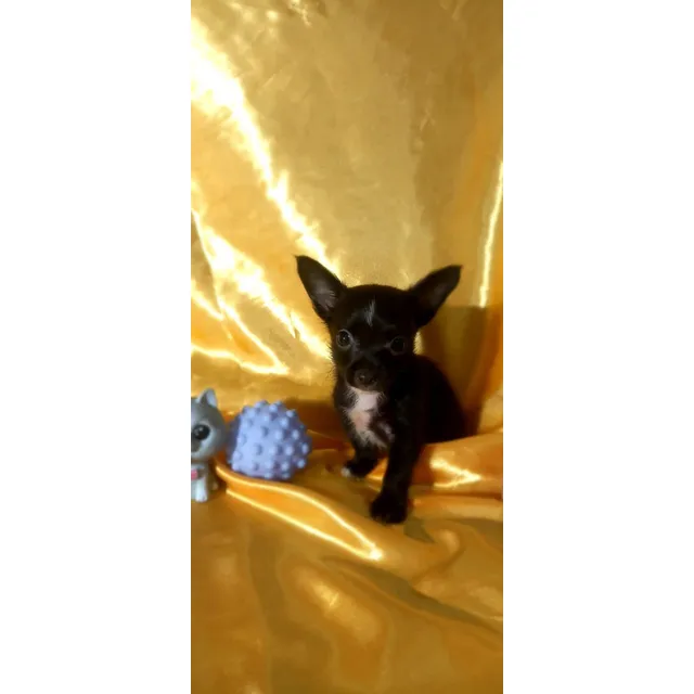 Chihuahua Mariposa