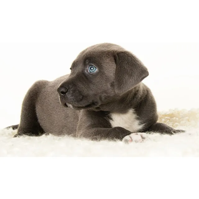 Cachorros Pitbull Perros Pit Bull Ibagué Manizales Cucutá