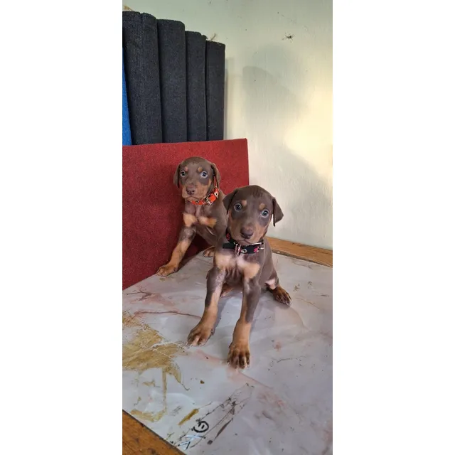 Cachorro Doberman. Precio De Seña Marrón