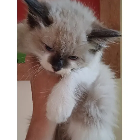 Gatinha Ragdoll Fêmea 45 Dias Lindíssima