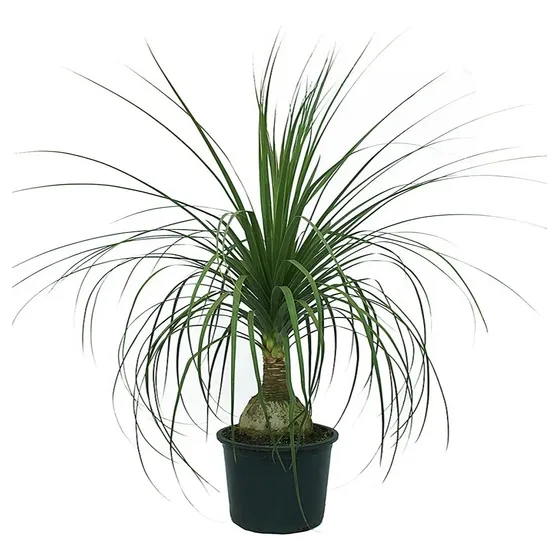 Pata De Elefante Beaucarnea Recurvata Altura 70cm Pote 17