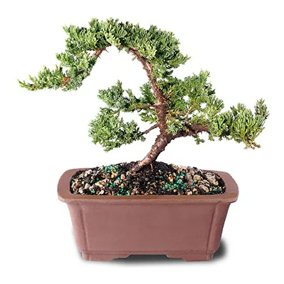 Bonsái Mound Juniper - Árbol Verde Exterior Medium