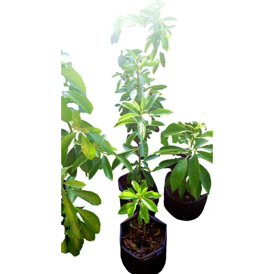 Plantas De Árbol Frutal De Palta Orgánica Aguacate Grande
