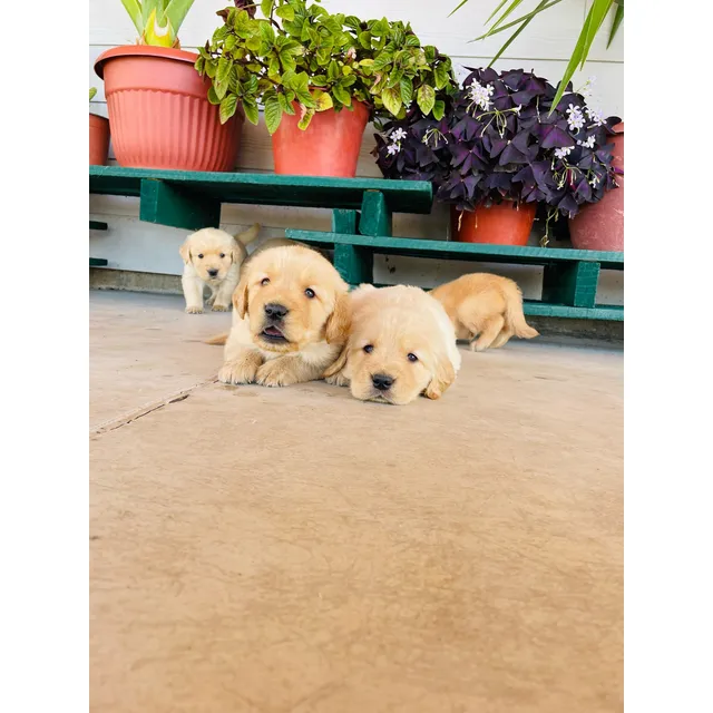 Hermosos Cachorros Golden Retriever.