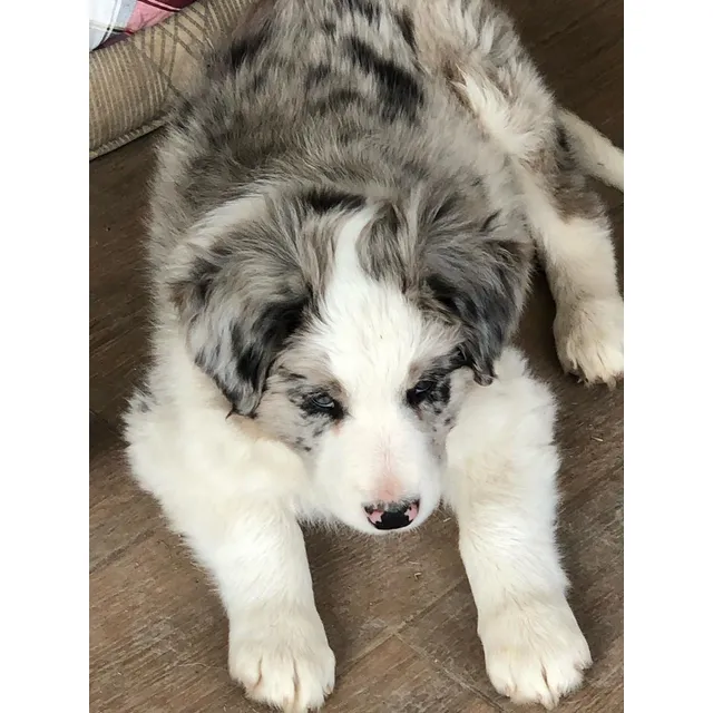 Soñados Cachorros Border Collie Blue Merle