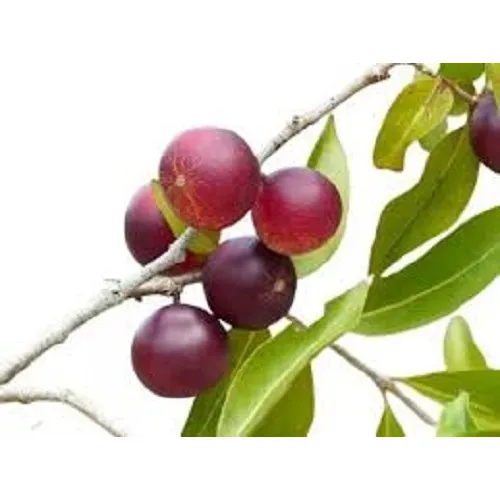 Muda De Camu-camu - Frutífera Exótica - Rica Em Vitamina C
