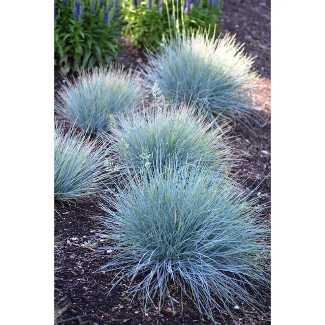 Semillas De Festuca Glauca Cubresuelo 220 Semillas