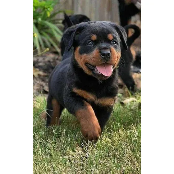 Filhotes De Rottweiler* São Paulo Envio Via Aérea