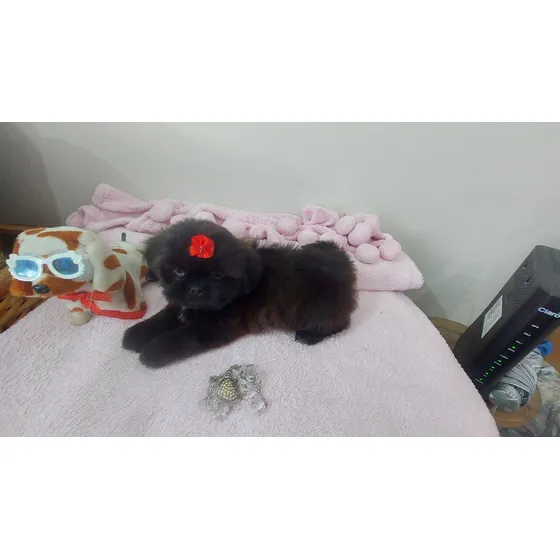 Filhote Shihtzu Fêmea Preta Brindle