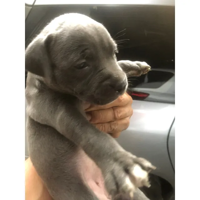 Cachorros Pitbull