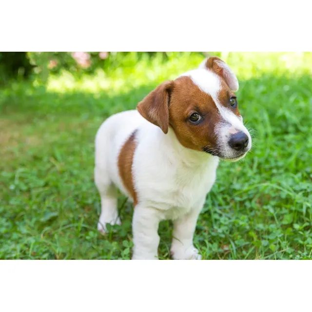 Cachorros Jack Russell Terrier Perros Santa Marta Ibagué Pet