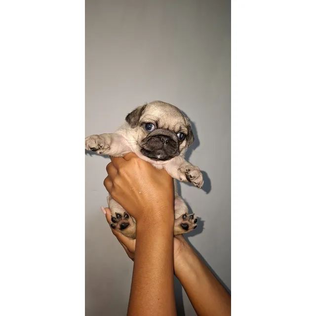 Cachorros