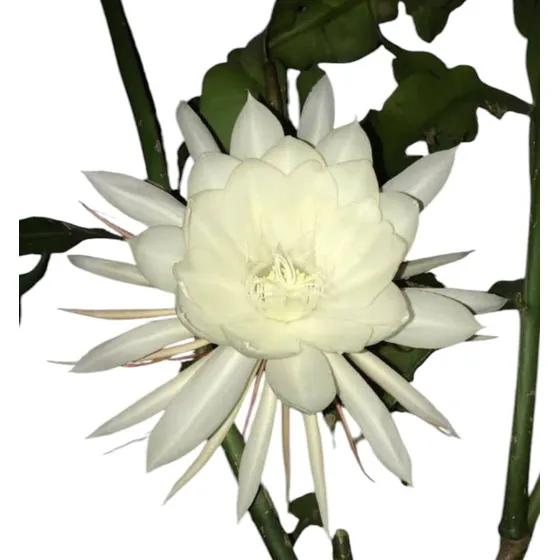 Planta Dama De Noche Flor Blanca Epiphyllum Oxypetalum