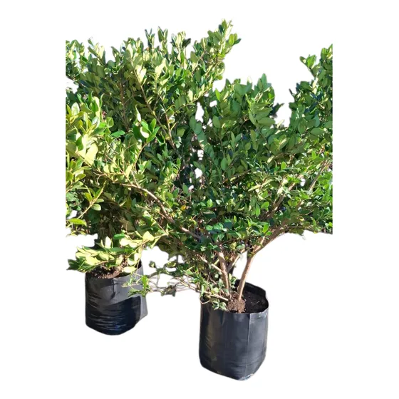 Olea Texano  Verde De 2  Mtr Envasado