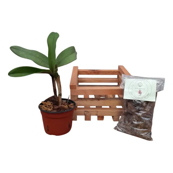 Planta, Combo Orquídea + Cajoncito De Madera + Sustrato.