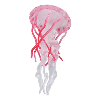 Figura Educativa Con Forma De Medusa Simulada, Ciclo De Crec Figura Educativa Con Forma De Medusa Simulada, Ciclo De Crec