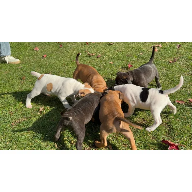 Cachorros Staffordshire Bull Terrier