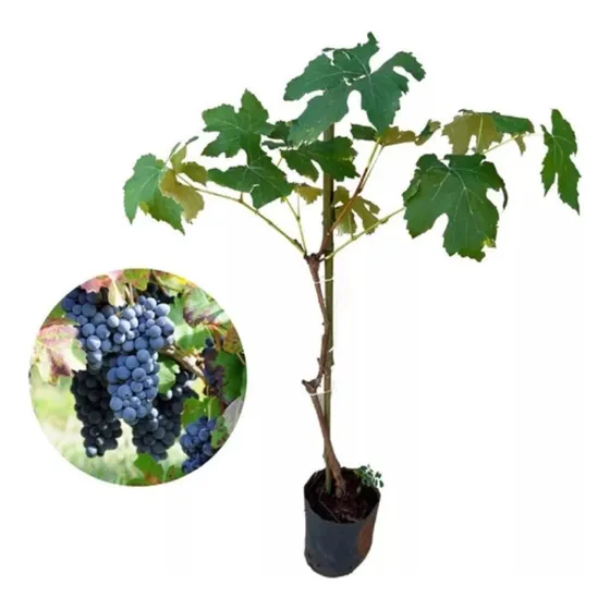 Mudas De Uva Vitoria Sem Sementes