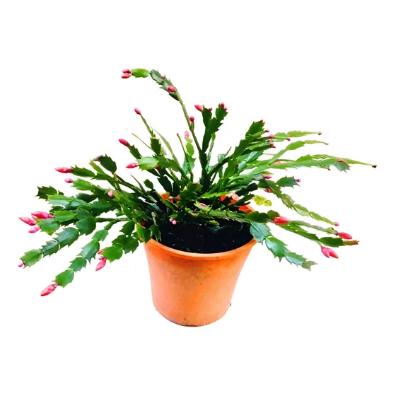 Schumbergera Truncata Suculenta   1 Planta Envio Gratis Caba