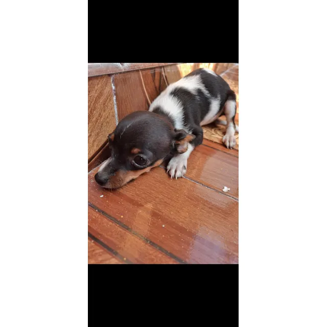 Perros