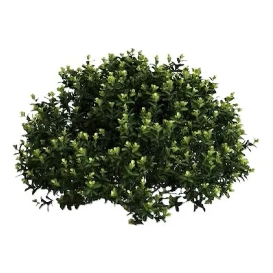 Pittosporum Tobira Pitosporo S Arbusto Ornamental