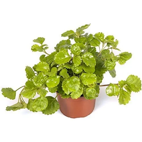 Planta De Dolar En Maceta 12 Planta Del Dinero