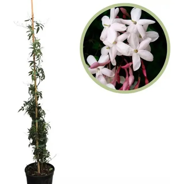 Planta Jazmin Limon