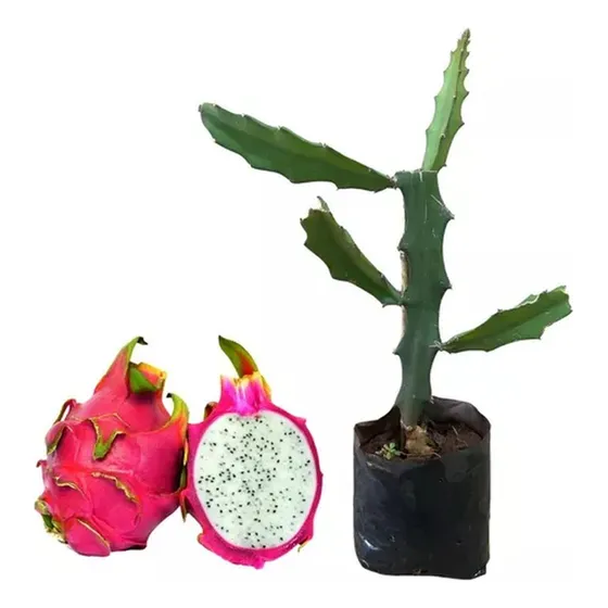 Muda De Pitaya Produzindo Altura De 1,0 M A 1,5 M