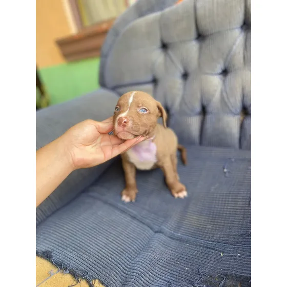 American Staffordshire Terrier 2 Meses Machos 29 Junio 2025