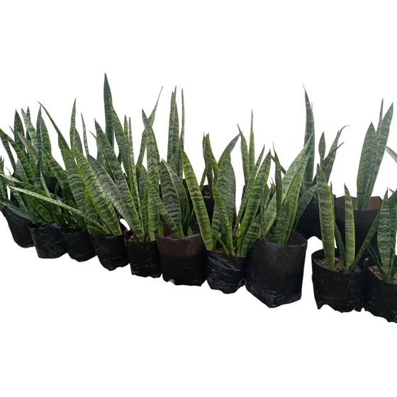 Planta Sansiveria / Lengua De Suegra
