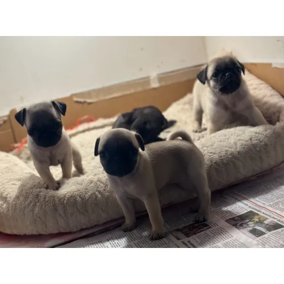Pug