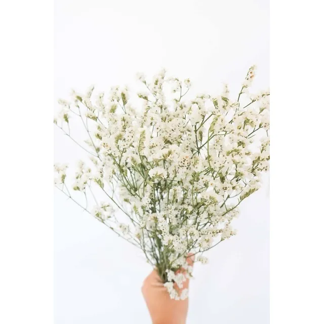 Ramo Flores Secas Preservadas Deco Caspia Japonesa Blanca