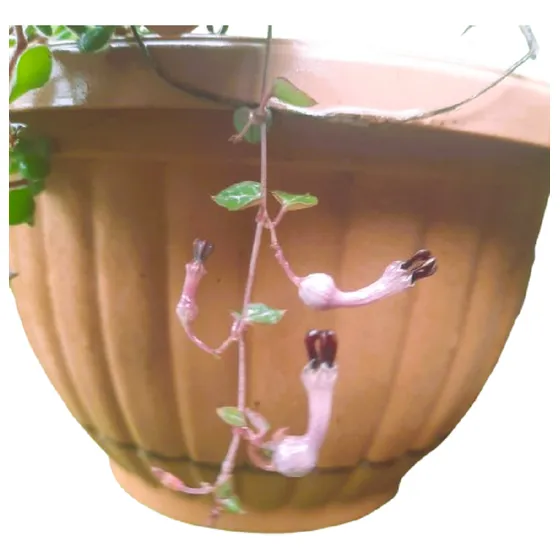 Ceropegia Woodii Corazones Vivero Cielo Verde Orgánico