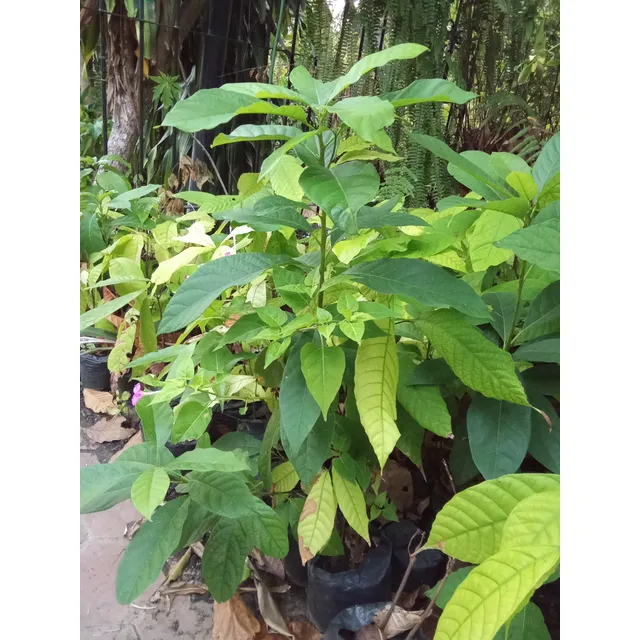 200matas De Aguacate  Criollo Cuello Largo, De 70 Cm Una 