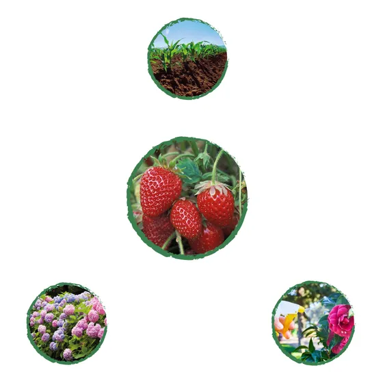 Kit De Fertilizantes Para El Trasplante De Fresa