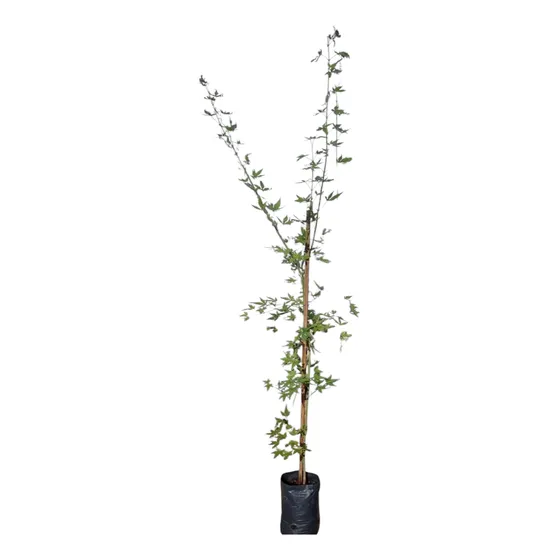 Arce Palmatum !!!
