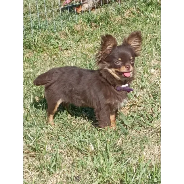 Chihuahuas Mini Pelo Largo Cabeza De Manzana 