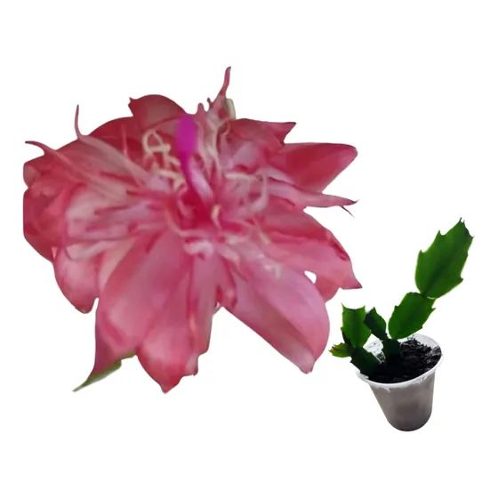 Flor De Maio Rosa Dobrada- Schlumbergera Truncata - Uma Muda